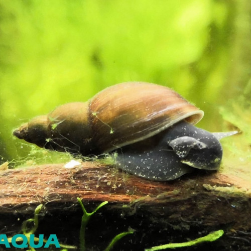 Escargots limnées d'eau douce