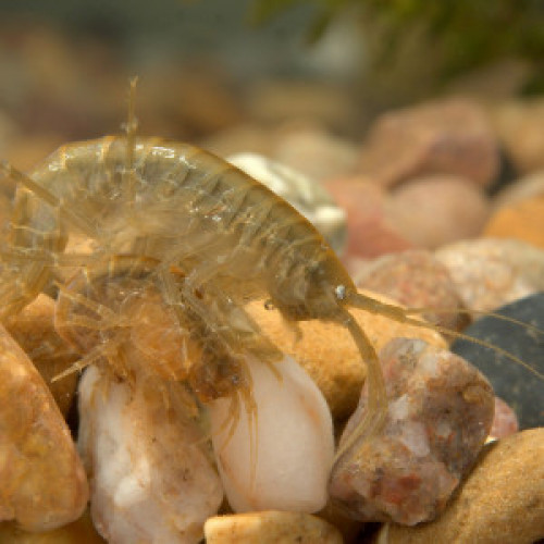 Gammares ( petite écrevisse d'eau douce )