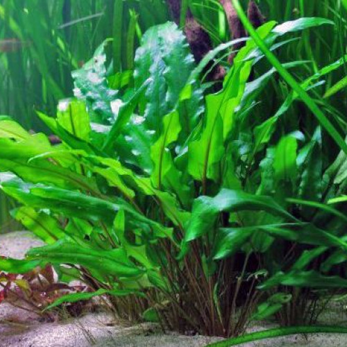 Vends plantes cryptocoryne