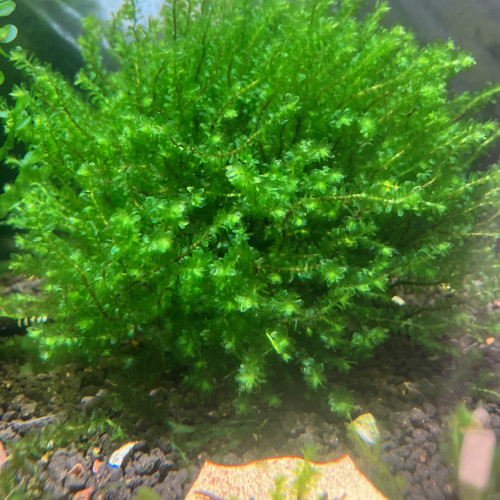 Plante rare moss/ Fissidens fontanus