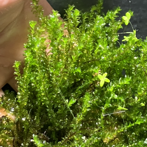 Plante rare moss/ Fissidens fontanus