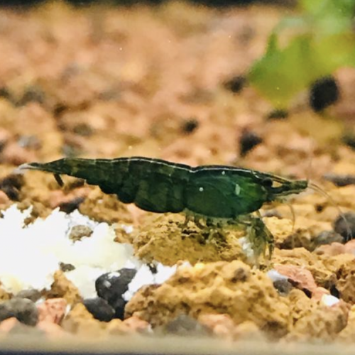 Neocaridina super Green jade