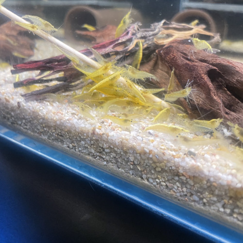 Crevettes yellow