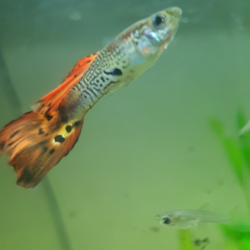 Donne  5 guppys mâles.