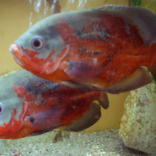 Donne 2 beaux Astronotus 20 cm Eau douce - très calmes -avec un beau Plecostomue léopard 20 cm