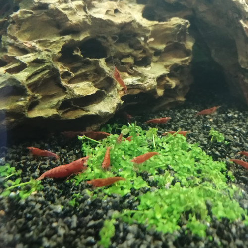 Crevettes red cherry