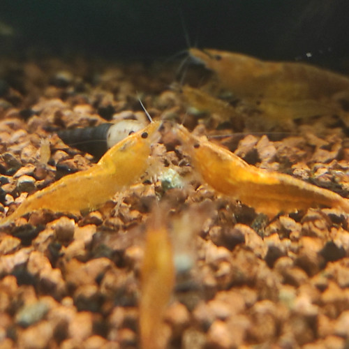 Neocaridina Sakura Orange