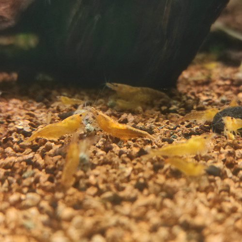 Neocaridina Sakura Orange