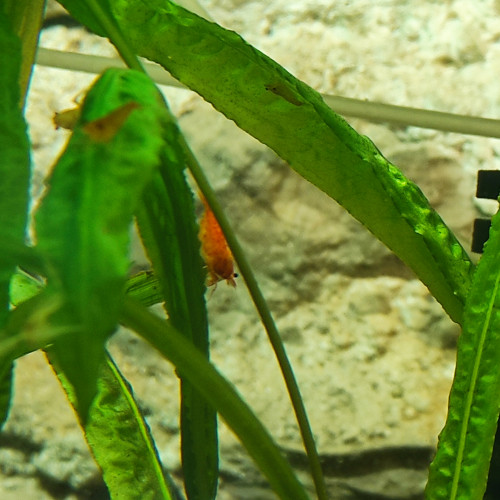 Neocaridina Sakura Orange