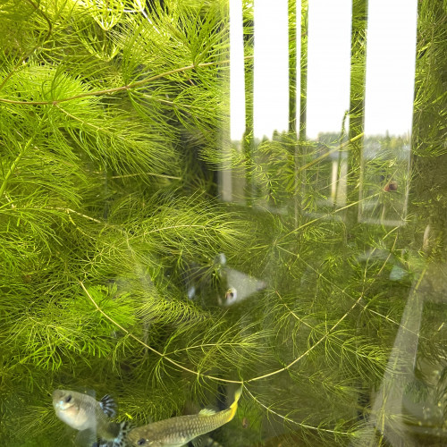 Ceratophyllum demersum