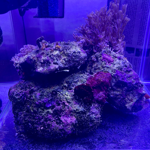 Aquarium Nano recifal complet