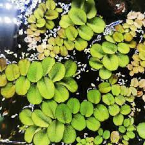 Salvinia rotundifolia