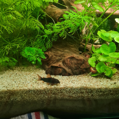 Corydoras noir