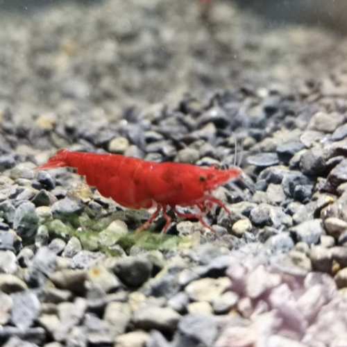 Crevettes red cherry