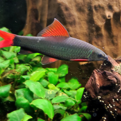 Labéo bicolor Epalzeorhynchos bicolor