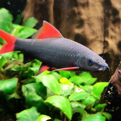 Labéo bicolor Epalzeorhynchos bicolor