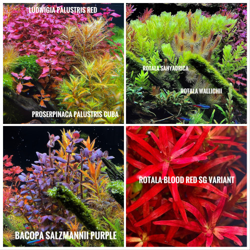 Plante d’aquarium / aquascaping / rare / aquatique