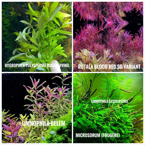 Plante d’aquarium / aquascaping / rare / aquatique