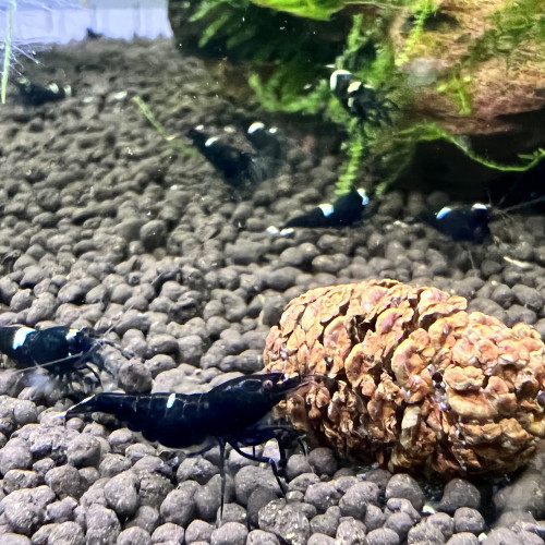 Crevettes king kong