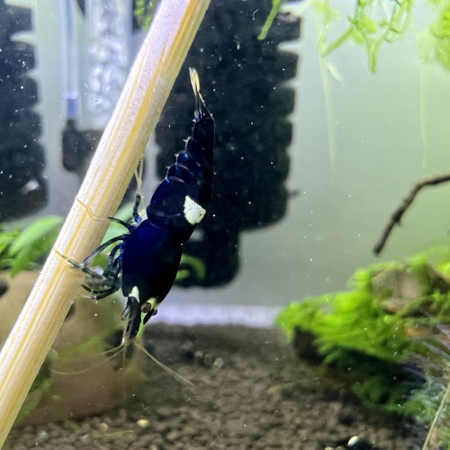 Crevettes king kong