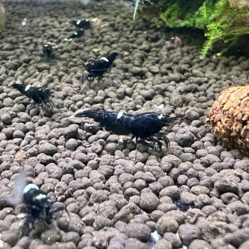 Crevettes king kong