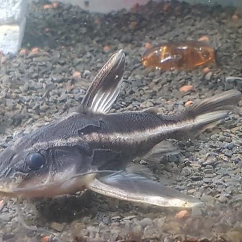 Platydoras costatus