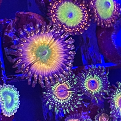Zoas dispo