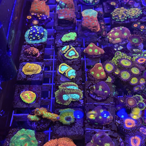 Zoas dispo