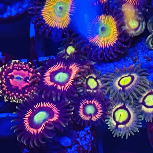 Zoas dispo