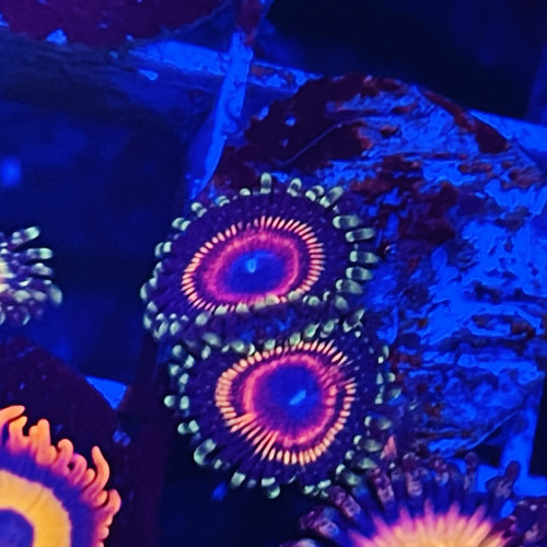 Zoas dispo