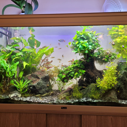 Je vends mes deux aquarium pour passer sur un 500 L avec des discus