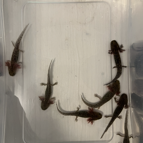 Jeunes axolotls