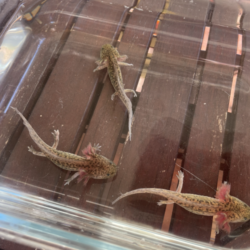 Jeunes axolotls