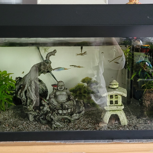 Aquarium complet à vendre