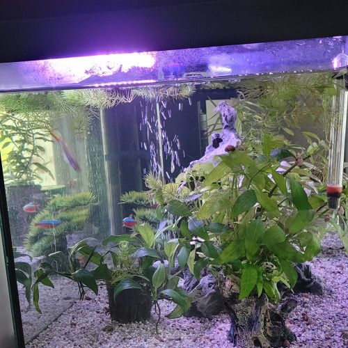 Aquarium complet à vendre