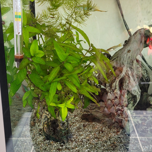 Aquarium complet à vendre