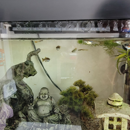 Aquarium complet à vendre