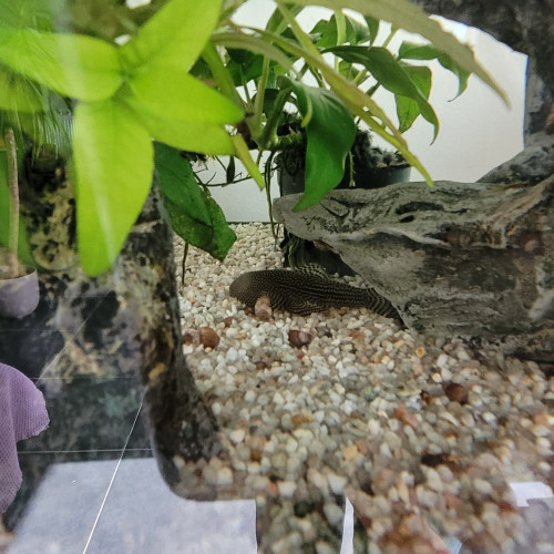 Aquarium complet à vendre