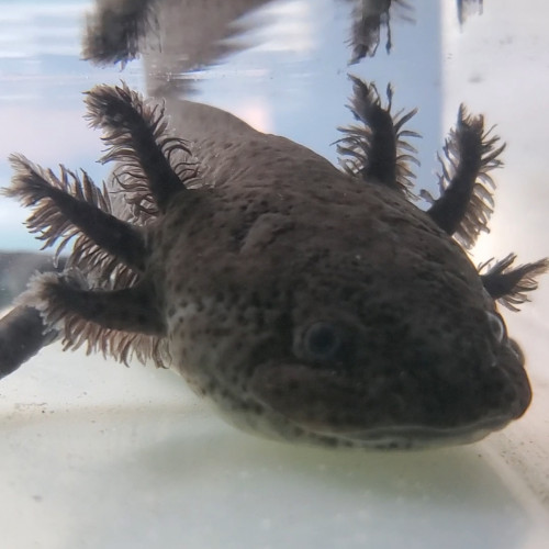 Axolotl axanthique mâle