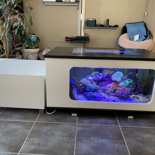 Venta aquarium mer complet avec 3 rampe led wifi haut de gamme et vivant