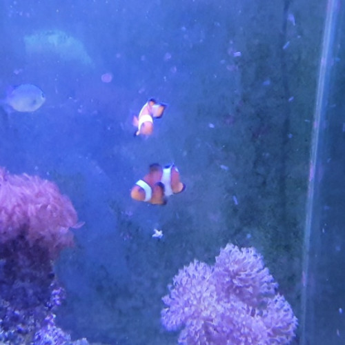 Aquarium recifal complet