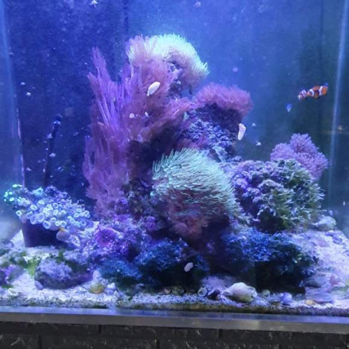 Aquarium recifal complet