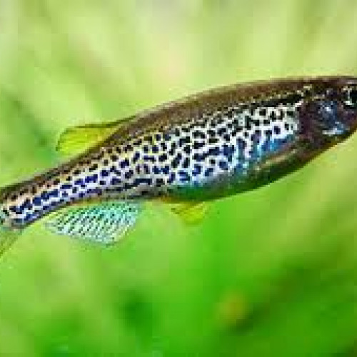 Danio frankei