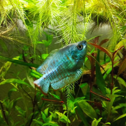 gourami nain mâle