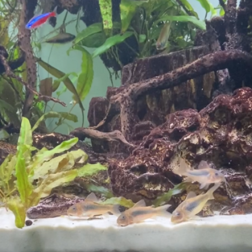 Vend corydoras aeneus