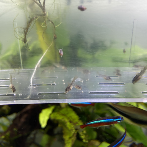 Vend corydoras aeneus