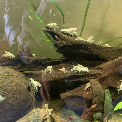 Ecrevisse cherax snow white