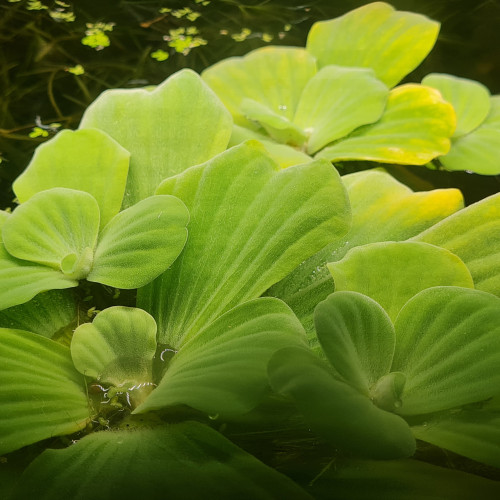 Pistia stratiotes