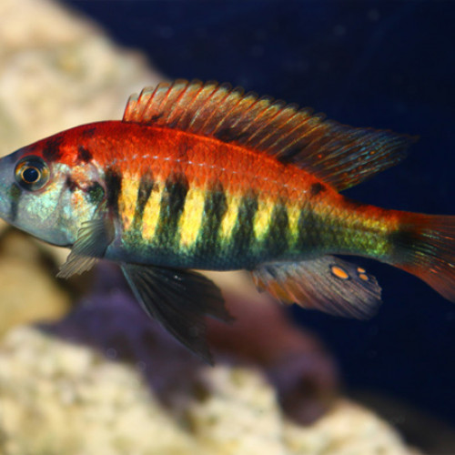 haplochromis pundamilia nyererey