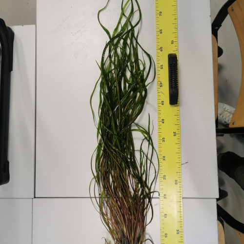 Cryptocoryne retrospiralis à vendre